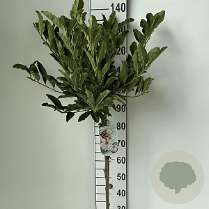 Magnolia stellata 90 cm stam 7,5L