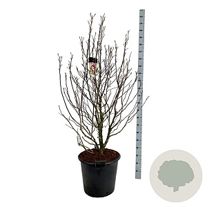 Magnolia 'Susan' 170-200 cm cont. 55L extra