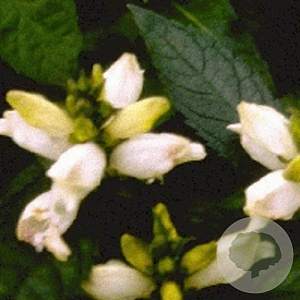 Chelone obliqua 'Alba' GM P9