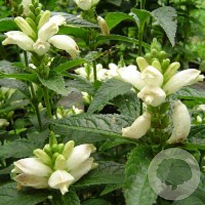 Chelone obliqua 'Alba' GM P9