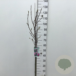 Magnolia 'Susan' 70 cm stam 7,5L