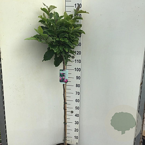 Magnolia 'Susan' 120 cm stam 10L