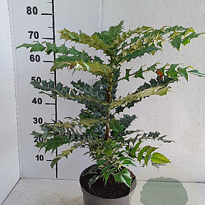 Mahonia media 'Winter Sun' 40-50 cm 5,0L