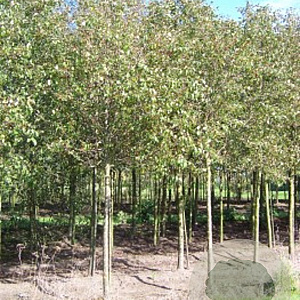 Malus baccata 'Columnaris' 10-12 HO draadkluit