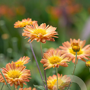 Chrysanthemum (I) 'Dernier Soleil' GM P9