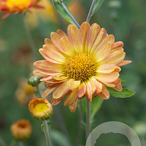Chrysanthemum (I) 'Dernier Soleil' GM P9