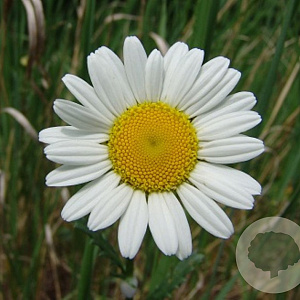 Chrysanthemum leucanthemum GM P9