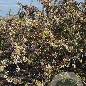 Malus 'Professor Sprenger' 300-350 cm draadkluit meerstammig