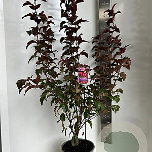 Malus 'Veitch's Scarlet' 100-120 cm 10L