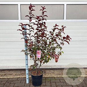 Malus 'Veitch's Scarlet' 100-120 cm 10L