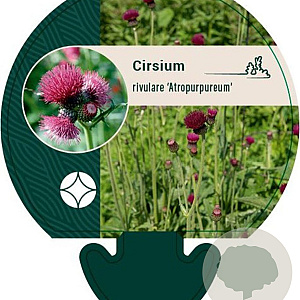 Cirsium rivulare 'Atropurpureum' GM P9