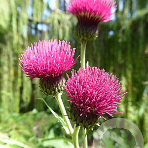Cirsium rivulare 'Atropurpureum' GM P9