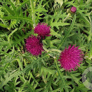 Cirsium rivulare 'Atropurpureum' GM P9