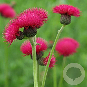 Cirsium rivulare 'Atropurpureum' GM P9
