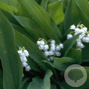 Convallaria majalis GM P9