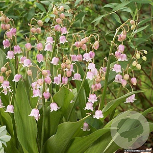 Convallaria maj. 'Rosea' GM P9