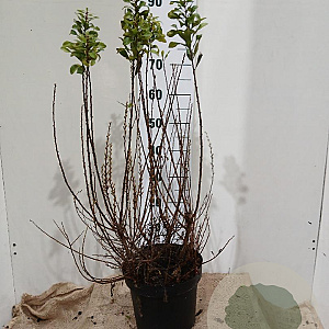 Myrica gale 40-60 cm 7,5L