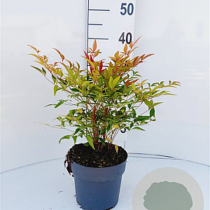 Nandina domestica 50-60 cm 15L