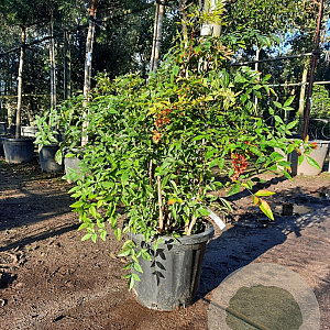 Nandina domestica 80-100 cm 2,5L