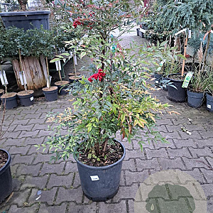 Nandina domestica 80-100 cm 2,5L