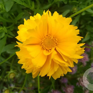 Coreopsis gr. 'Badengold' GM P9