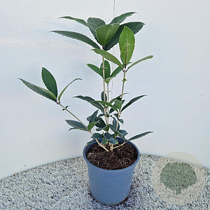 Osmanthus armatus 40-50 cm 2,5L