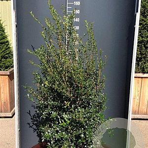 Osmanthus burkwoodii 125-150 cm 20L