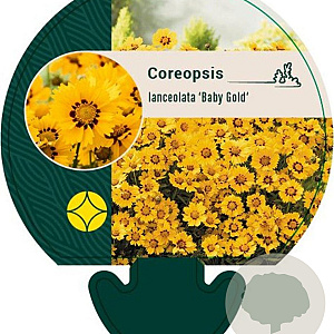 Coreopsis lanceolata 'Baby Gold' GM P9