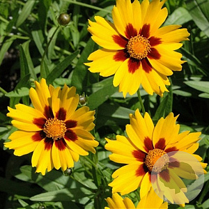 Coreopsis lanceolata 'Sterntaler' GM P9