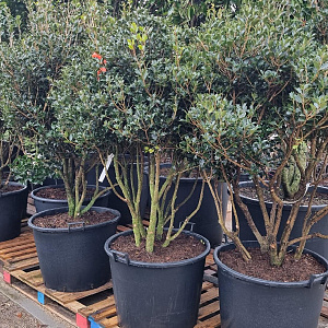 Osmanthus heterophyllus 150-175 cm cont. 130L najaarspotting