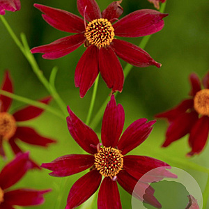 Coreopsis 'Limerock Ruby' GM P9