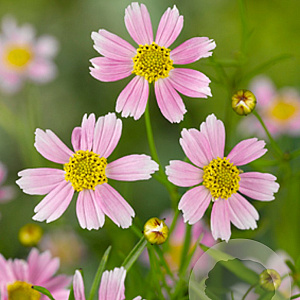 Coreopsis r. 'American Dream' GM P9