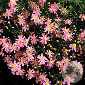 Coreopsis r. 'American Dream' GM P9