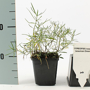 Coreopsis r. 'American Dream' GM P9