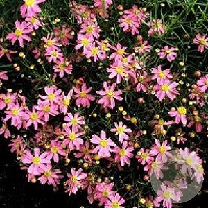 Coreopsis r. 'American Dream' GM P9