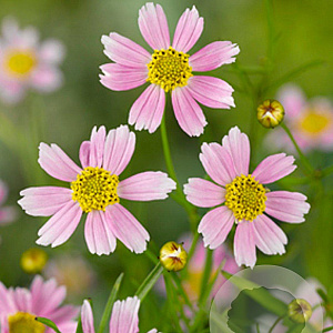 Coreopsis r. 'American Dream' GM P9
