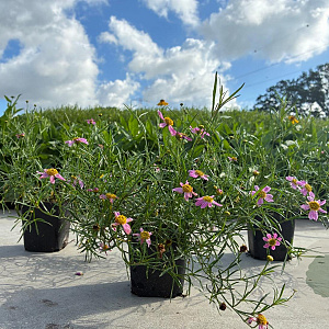 Coreopsis r. 'American Dream' GM P9
