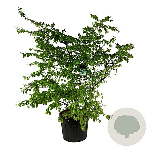 Parrotia persica 200-250 cm cont. 90L extra