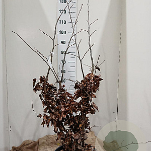 Parrotia persica 'Bella' 125-150 cm 20L najaarspotting