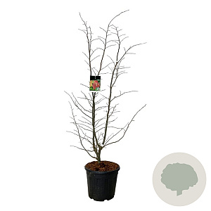Parrotia persica 'Bella' 125-150 cm 30L extra