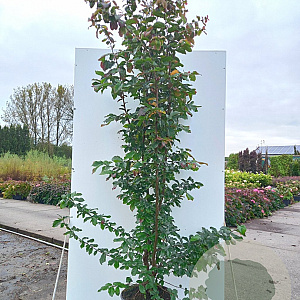 Parrotia persica 'Bella' 200-250 cm 20L meerstammig