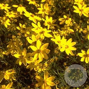 Coreopsis verticillata GM P9
