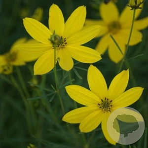 Coreopsis verticillata GM P9
