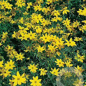 Coreopsis vert. 'Grandiflora' GM P9