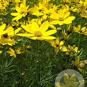 Coreopsis vert. 'Grandiflora' GM P9