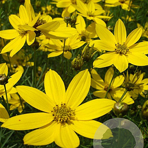 Coreopsis vert. 'Grandiflora' GM P9