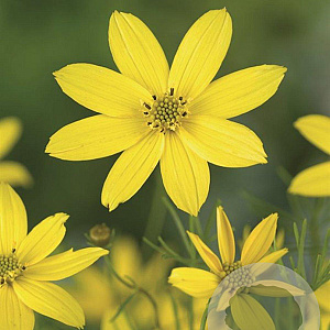 Coreopsis vert. 'Grandiflora' GM P9