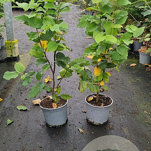 Parrotia persica 'Vanessa' 40-60 cm 3,0L