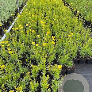 Coreopsis vert. 'Zagreb' GM P9