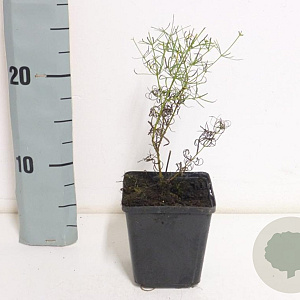 Coreopsis vert. 'Zagreb' GM P9